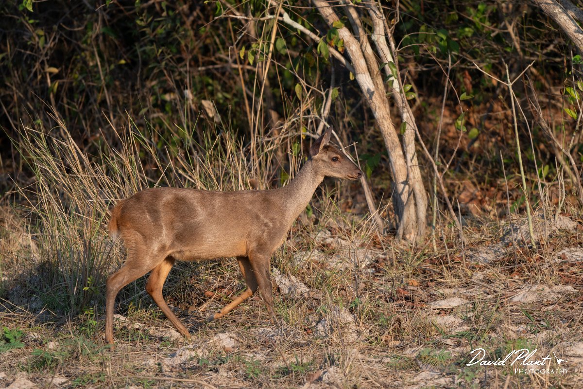 DPPhotography - Pantanal - Common red brocket - F.jpg - Common red brocket, Mazama americana - Pantanal, Brazil