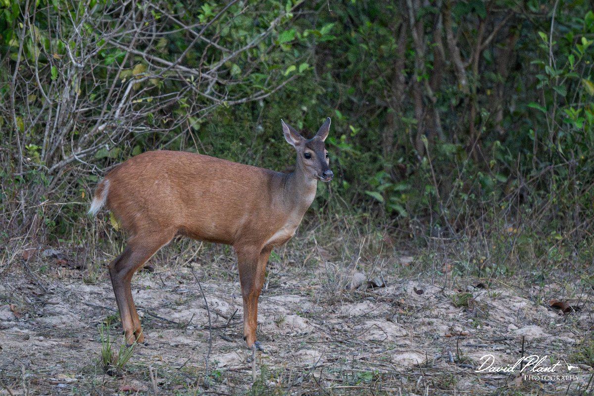 DPPhotography - Pantanal - Common red brocket - H.jpg - Common red brocket, Mazama americana - Pantanal, Brazil