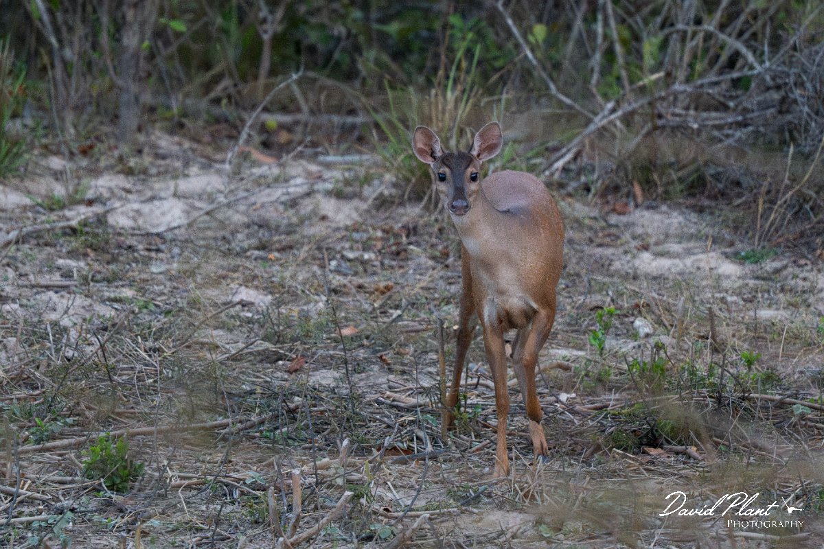 DPPhotography - Pantanal - Common red brocket - I.jpg - Common red brocket, Mazama americana - Pantanal, Brazil