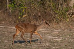 DPPhotography - Pantanal - Common red brocket - A