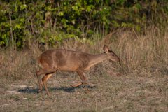 DPPhotography - Pantanal - Common red brocket - B