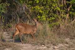 DPPhotography - Pantanal - Common red brocket - C
