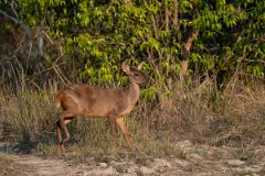 DPPhotography - Pantanal - Common red brocket - D