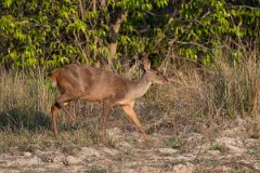 DPPhotography - Pantanal - Common red brocket - E