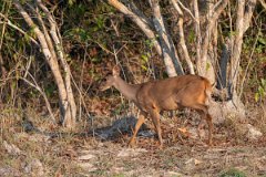 DPPhotography - Pantanal - Common red brocket - G