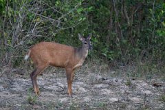 DPPhotography - Pantanal - Common red brocket - H