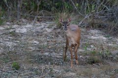 DPPhotography - Pantanal - Common red brocket - I