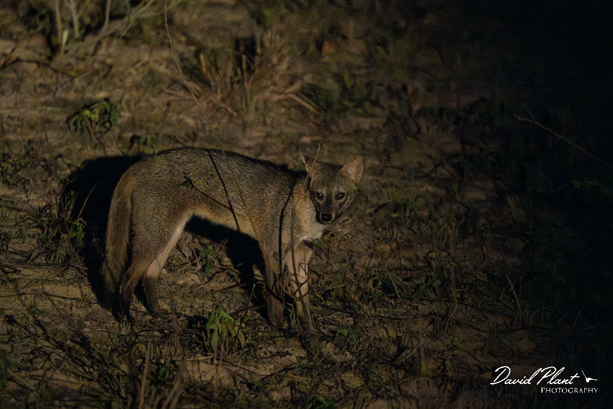 DPPhotography - Pantanal - Crab-eating fox - C.jpg - Crab-eating fox, Cerdocyon thous - Pantanal, Brazil