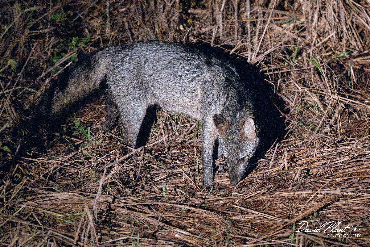 DPPhotography - Pantanal - Crab-eating fox - G.jpg - Crab-eating fox, Cerdocyon thous - Pantanal, Brazil