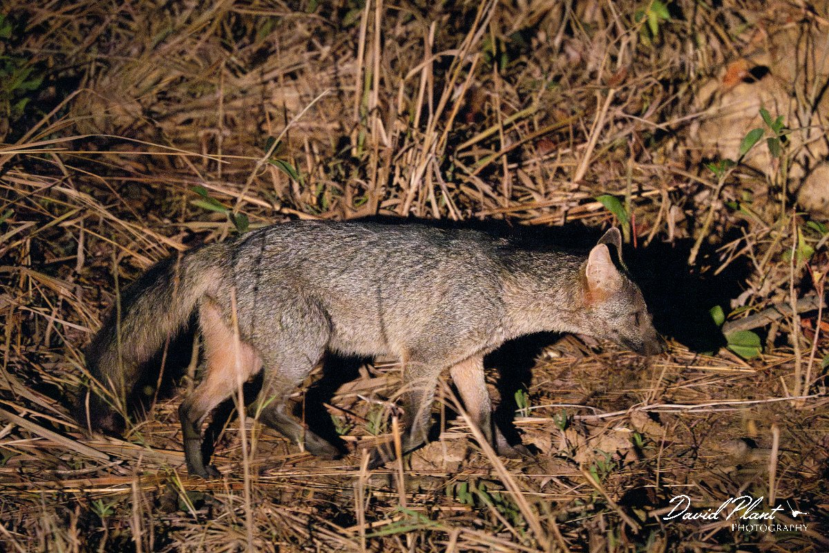DPPhotography - Pantanal - Crab-eating fox - H.jpg - Crab-eating fox, Cerdocyon thous - Pantanal, Brazil