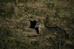 DPPhotography - Pantanal - Crab-eating fox - A