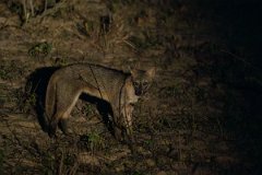 DPPhotography - Pantanal - Crab-eating fox - C