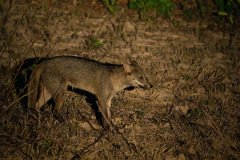 DPPhotography - Pantanal - Crab-eating fox - D