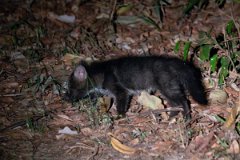 DPPhotography - Pantanal - Crab-eating fox - F