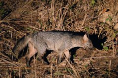 DPPhotography - Pantanal - Crab-eating fox - H