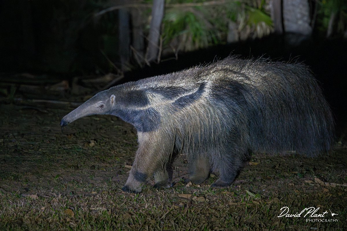 DPPhotography - Pantanal - Giant anteater - B.jpg - Giant anteater, Myrmecophaga tridactyla - Pantanal, Brazil