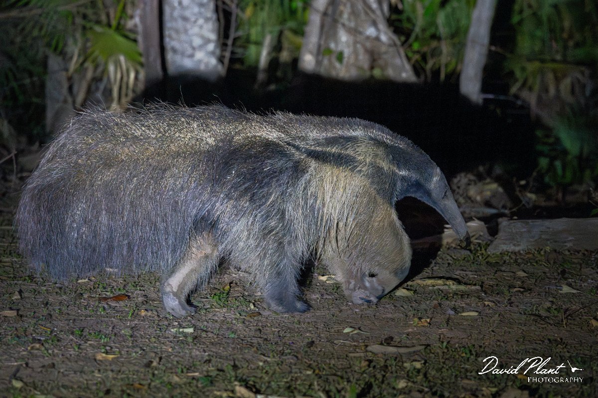 DPPhotography - Pantanal - Giant anteater - E.jpg - Giant anteater, Myrmecophaga tridactyla - Pantanal, Brazil