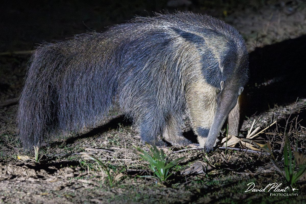 DPPhotography - Pantanal - Giant anteater - F.jpg - Giant anteater, Myrmecophaga tridactyla - Pantanal, Brazil