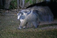 DPPhotography - Pantanal - Giant anteater - D