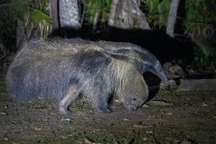 DPPhotography - Pantanal - Giant anteater - E