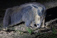 DPPhotography - Pantanal - Giant anteater - F