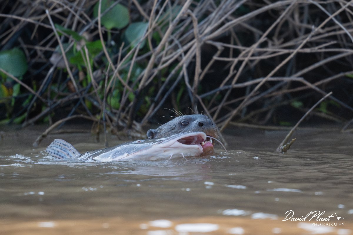 DPPhotography - Pantanal - Giant otter - A.jpg - Giant otter, Pteronura brasiliensis - Rio São Lourenço, Pantanal, Brazil