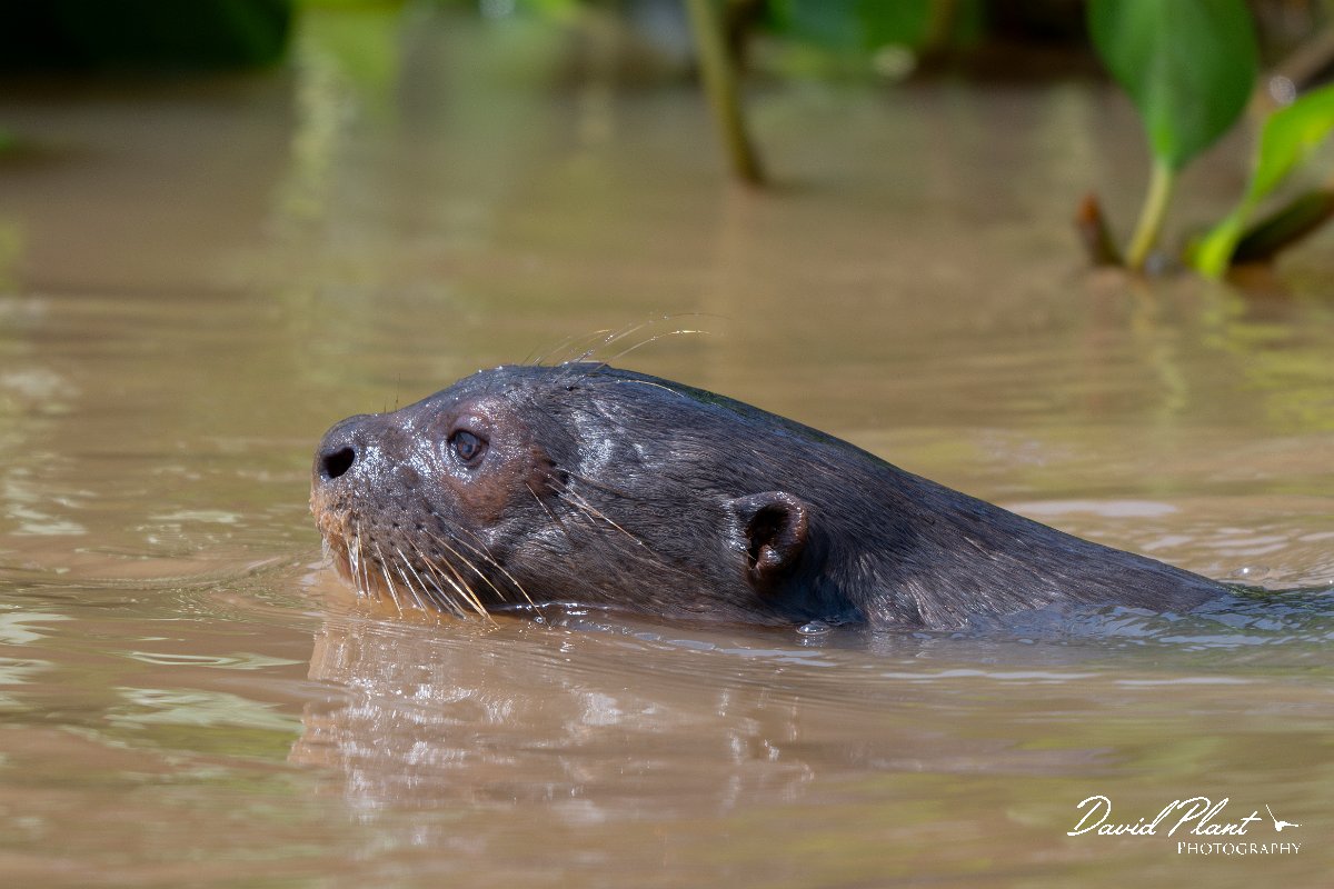 DPPhotography - Pantanal - Giant otter - AB.jpg - Giant otter, Pteronura brasiliensis - Rio São Lourenço, Pantanal, Brazil
