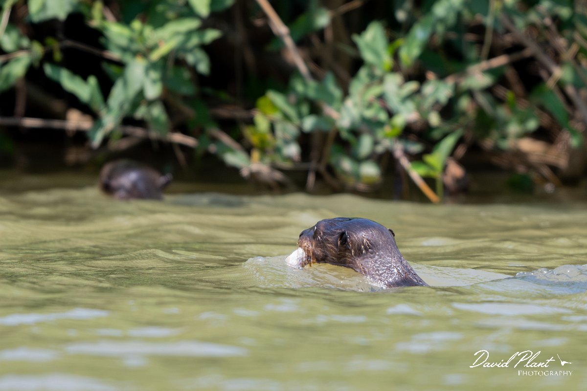 DPPhotography - Pantanal - Giant otter - AC.jpg - Giant otter, Pteronura brasiliensis - Rio São Lourenço, Pantanal, Brazil