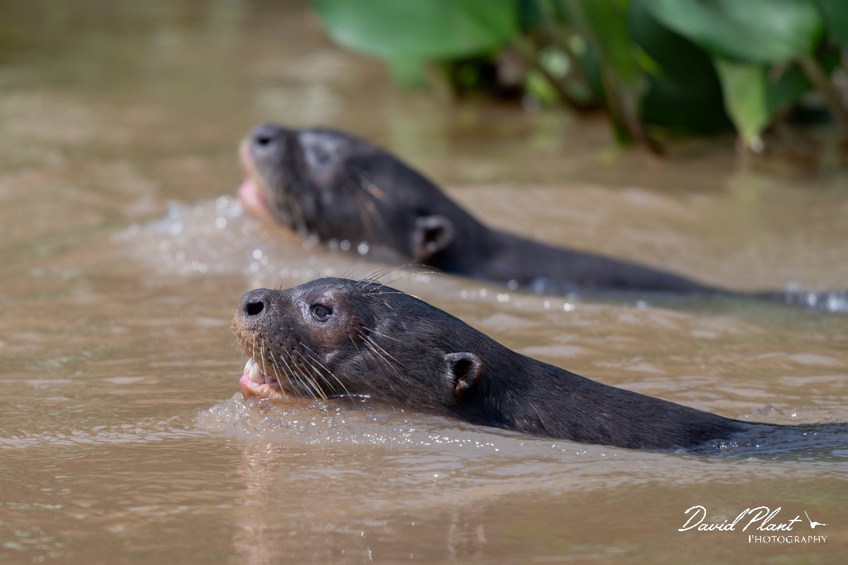 DPPhotography - Pantanal - Giant otter - AE.jpg - Giant otter, Pteronura brasiliensis - Rio São Lourenço, Pantanal, Brazil