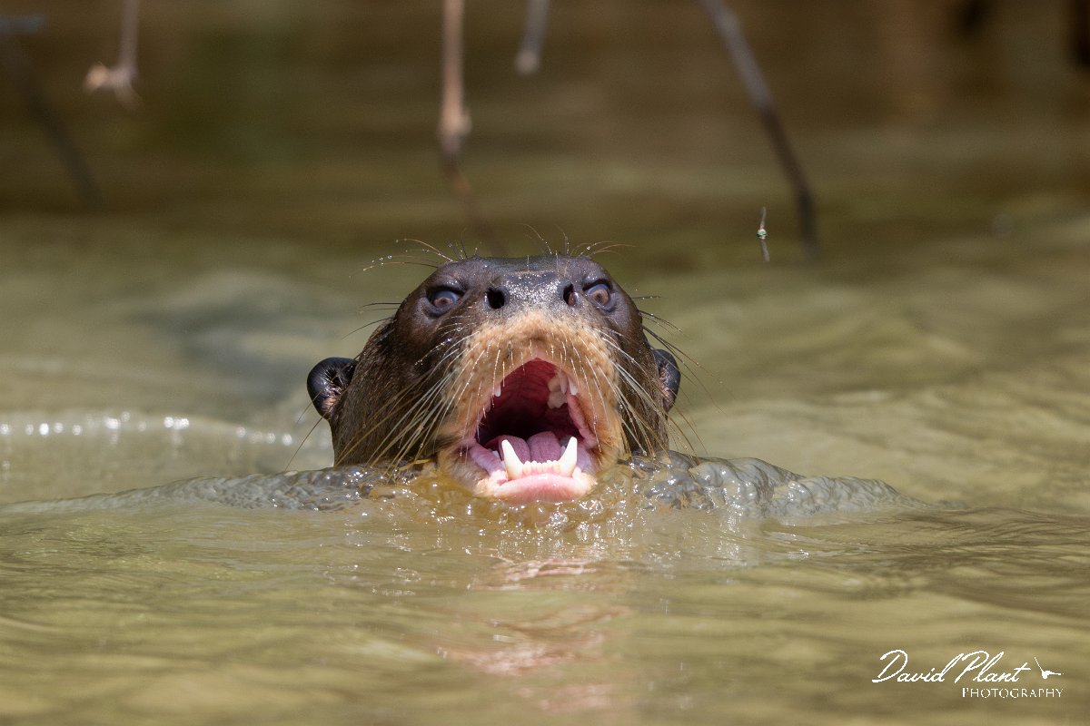 DPPhotography - Pantanal - Giant otter - AF.jpg - Giant otter, Pteronura brasiliensis - Rio São Lourenço, Pantanal, Brazil