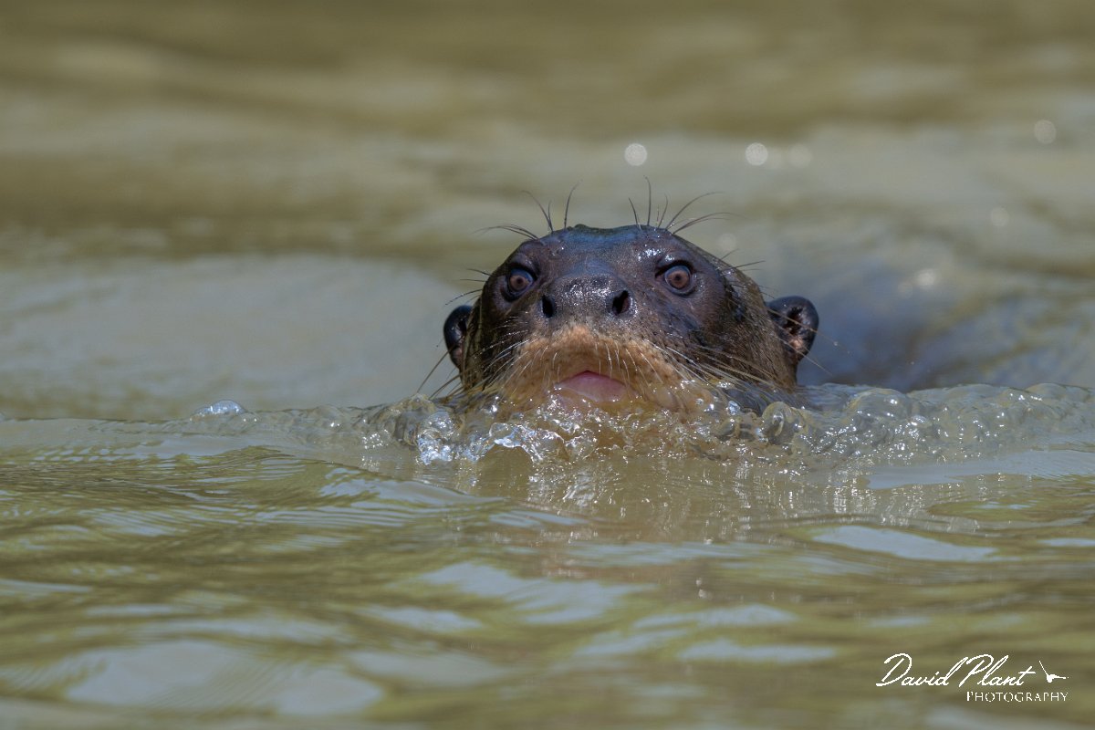 DPPhotography - Pantanal - Giant otter - AG.jpg - Giant otter, Pteronura brasiliensis - Rio São Lourenço, Pantanal, Brazil