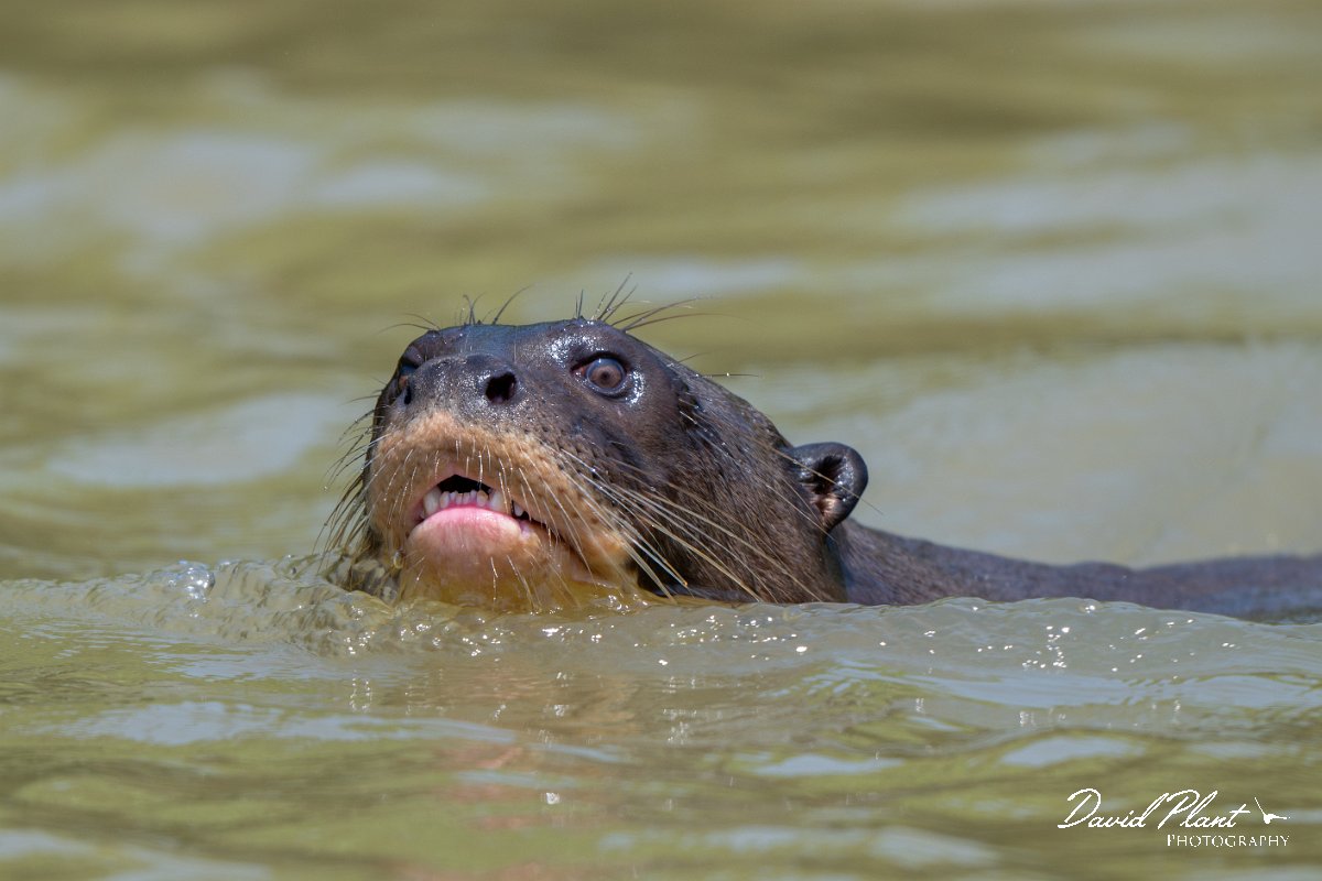 DPPhotography - Pantanal - Giant otter - AH.jpg - Giant otter, Pteronura brasiliensis - Rio São Lourenço, Pantanal, Brazil