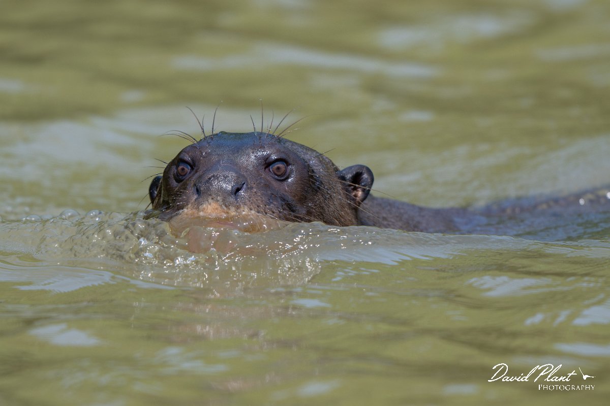 DPPhotography - Pantanal - Giant otter - AJ.jpg - Giant otter, Pteronura brasiliensis - Rio São Lourenço, Pantanal, Brazil