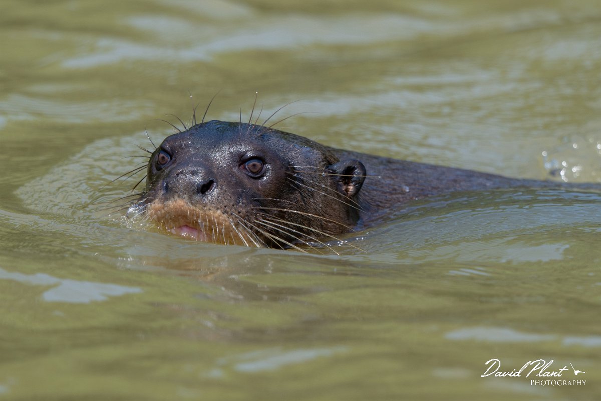 DPPhotography - Pantanal - Giant otter - AL.jpg - Giant otter, Pteronura brasiliensis - Rio São Lourenço, Pantanal, Brazil
