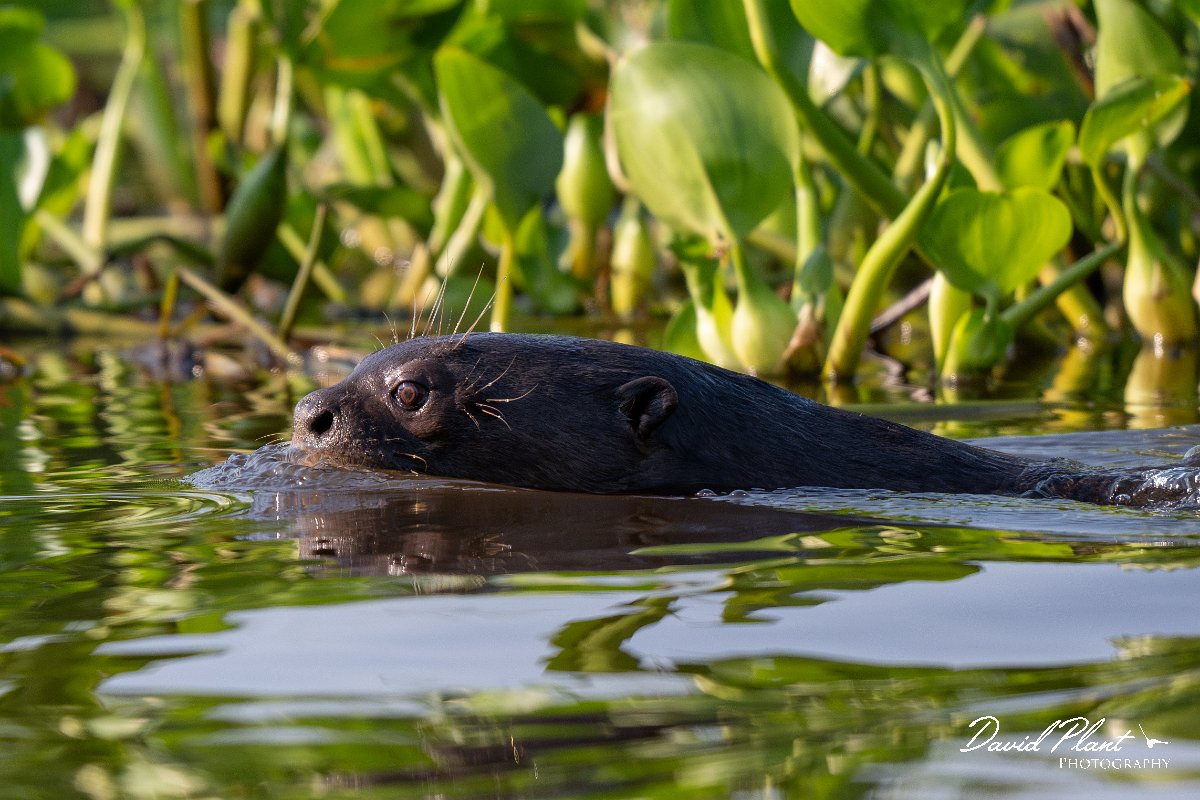 DPPhotography - Pantanal - Giant otter - AN.jpg - Giant otter, Pteronura brasiliensis - Rio São Lourenço, Pantanal, Brazil