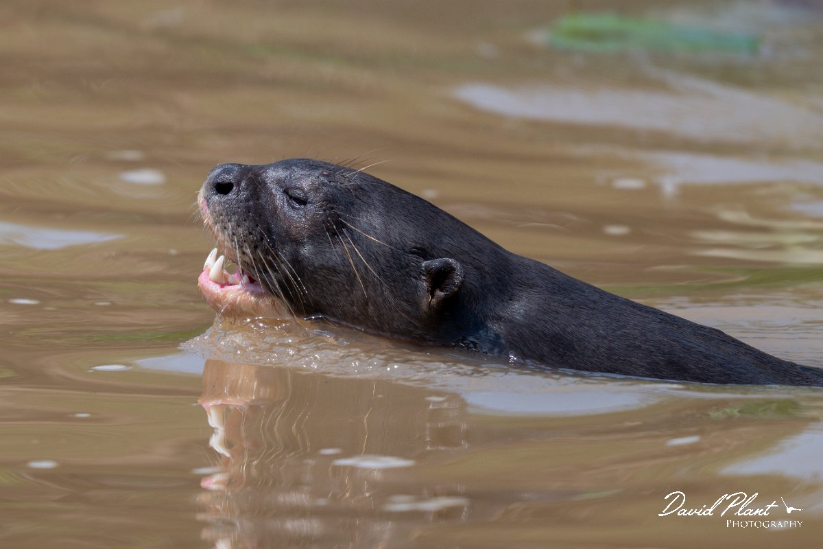 DPPhotography - Pantanal - Giant otter - AO.jpg - Giant otter, Pteronura brasiliensis - Rio São Lourenço, Pantanal, Brazil