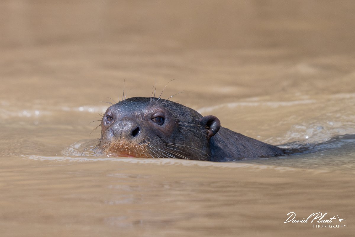 DPPhotography - Pantanal - Giant otter - AS.jpg - Giant otter, Pteronura brasiliensis - Rio São Lourenço, Pantanal, Brazil