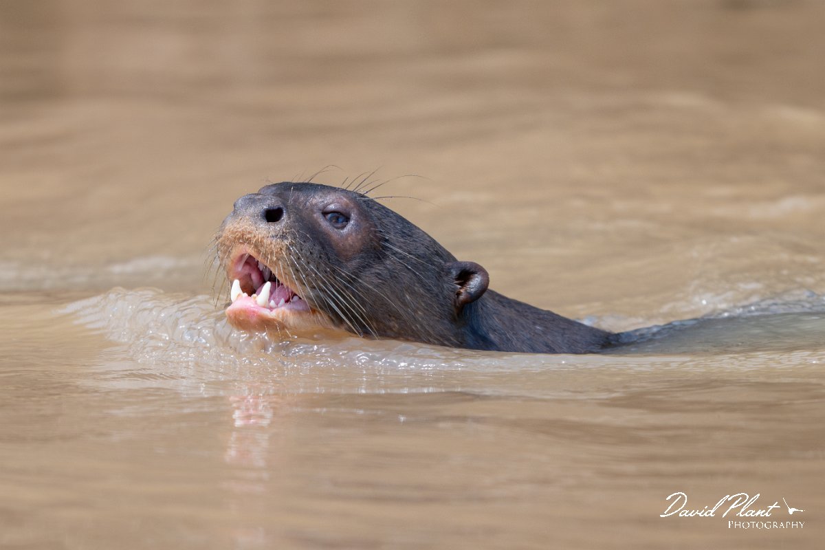 DPPhotography - Pantanal - Giant otter - AT.jpg - Giant otter, Pteronura brasiliensis - Rio São Lourenço, Pantanal, Brazil