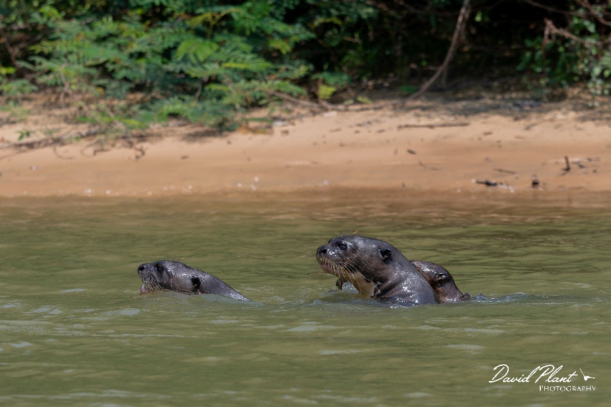 DPPhotography - Pantanal - Giant otter - AV.jpg - Giant otter, Pteronura brasiliensis - Rio São Lourenço, Pantanal, Brazil