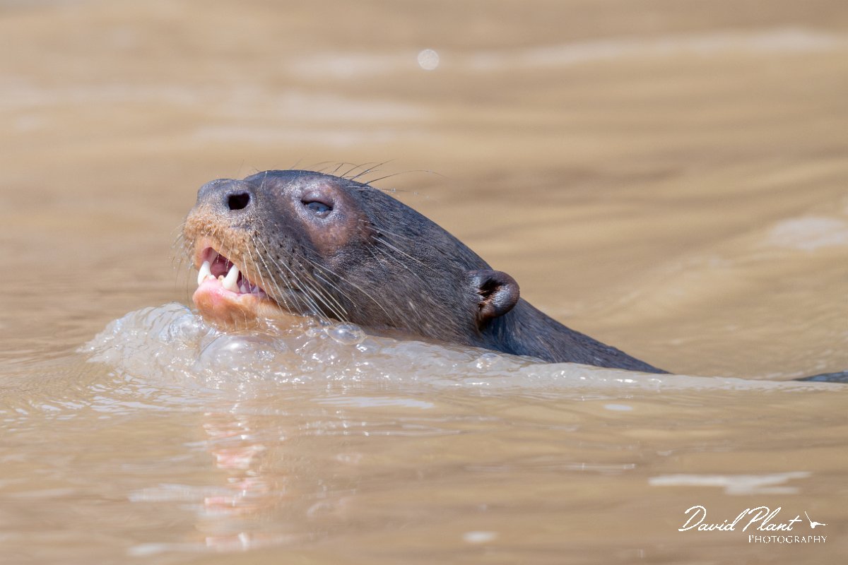 DPPhotography - Pantanal - Giant otter - AW.jpg - Giant otter, Pteronura brasiliensis - Rio São Lourenço, Pantanal, Brazil