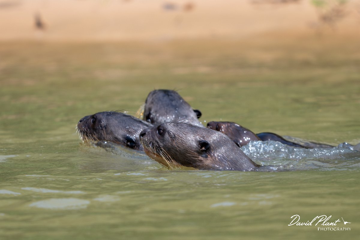 DPPhotography - Pantanal - Giant otter - AX.jpg - Giant otter, Pteronura brasiliensis - Rio São Lourenço, Pantanal, Brazil