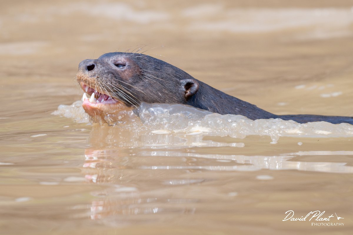DPPhotography - Pantanal - Giant otter - AY.jpg - Giant otter, Pteronura brasiliensis - Rio São Lourenço, Pantanal, Brazil