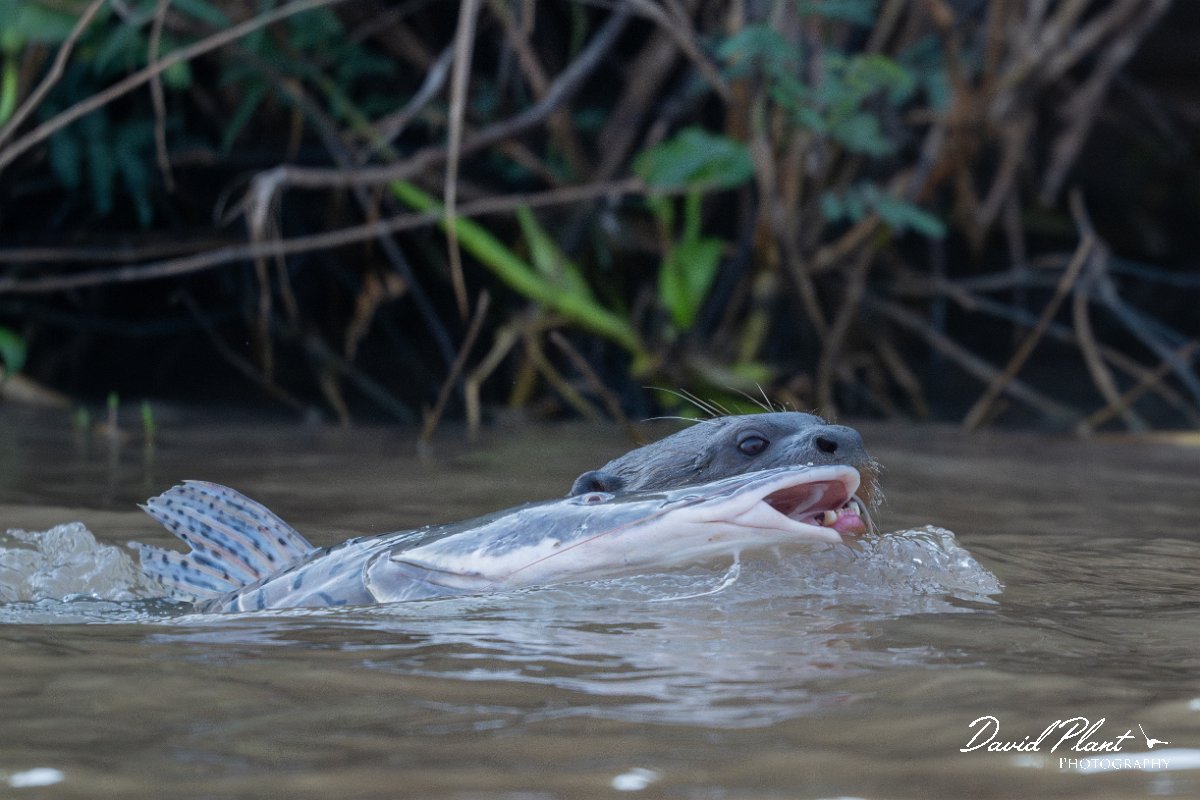 DPPhotography - Pantanal - Giant otter - B.jpg - Giant otter, Pteronura brasiliensis - Rio São Lourenço, Pantanal, Brazil