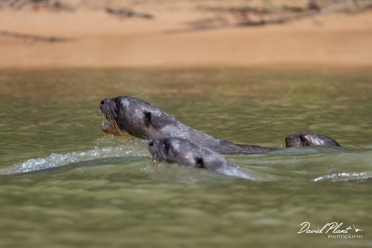 DPPhotography - Pantanal - Giant otter - BA.jpg - Giant otter, Pteronura brasiliensis - Rio São Lourenço, Pantanal, Brazil