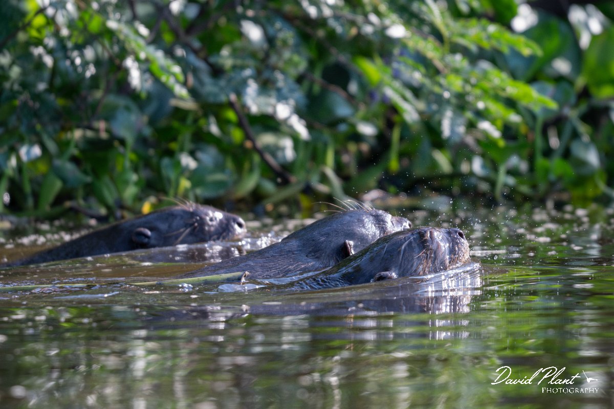 DPPhotography - Pantanal - Giant otter - BC.jpg - Giant otter, Pteronura brasiliensis - Rio São Lourenço, Pantanal, Brazil