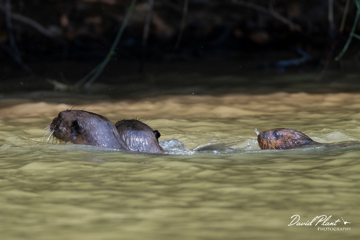 DPPhotography - Pantanal - Giant otter - BD.jpg - Giant otter, Pteronura brasiliensis - Rio São Lourenço, Pantanal, Brazil
