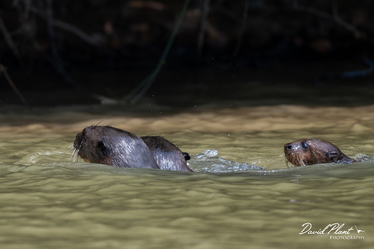 DPPhotography - Pantanal - Giant otter - BF.jpg - Giant otter, Pteronura brasiliensis - Rio São Lourenço, Pantanal, Brazil