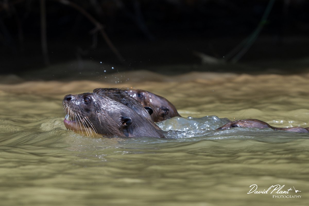 DPPhotography - Pantanal - Giant otter - BG.jpg - Giant otter, Pteronura brasiliensis - Rio São Lourenço, Pantanal, Brazil
