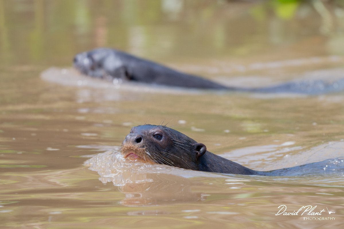 DPPhotography - Pantanal - Giant otter - BH.jpg - Giant otter, Pteronura brasiliensis - Rio São Lourenço, Pantanal, Brazil