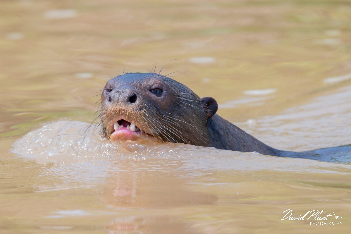 DPPhotography - Pantanal - Giant otter - BI.jpg - Giant otter, Pteronura brasiliensis - Rio São Lourenço, Pantanal, Brazil